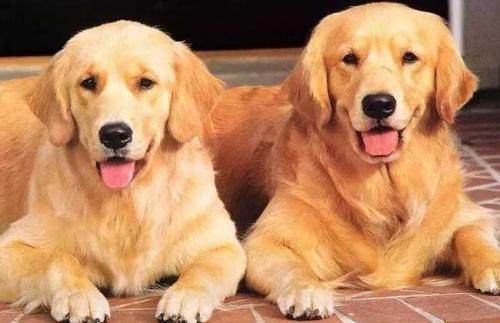 世界名犬金毛犬饲养禁忌,世界名犬大全