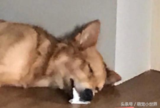 狗狗口吐白沫但是精神状态不错,狗狗一次次晕厥口吐白沫是为什么