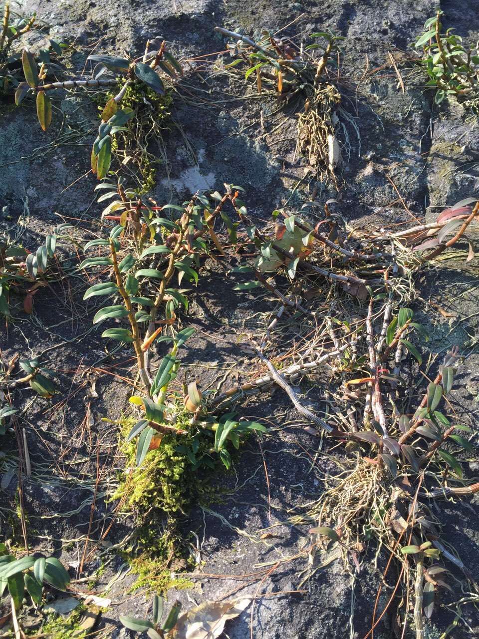 阴虚火旺干咳可以吃铁皮石斛,铁皮石斛阴虚火旺可以吃吗