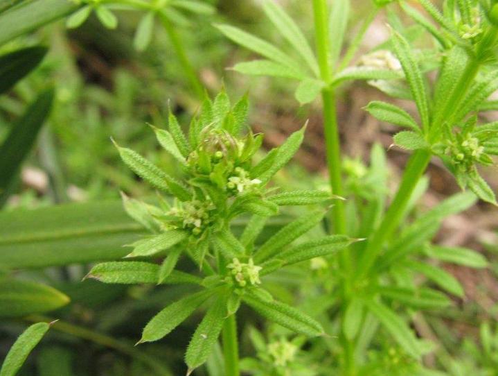 农村常见300种野草图片,农村常见100种野草图片及名称