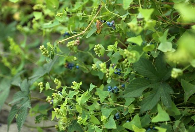 农村常见300种野草图片,农村常见100种野草图片及名称