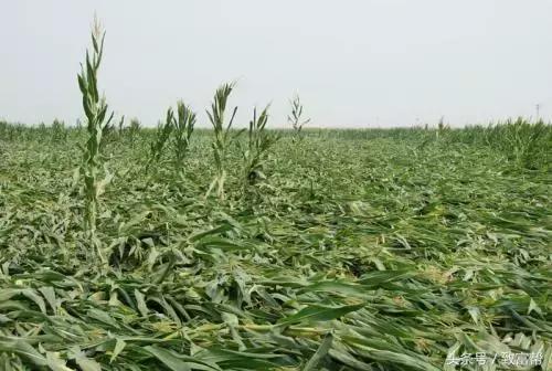 玉米抗倒伏用什么肥料最好,玉米倒伏能否施肥