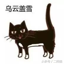 古人怎么给猫取名,猫的古代名字大全