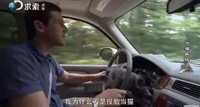 吸猫电影完整版免费,吸猫满足哪些需要