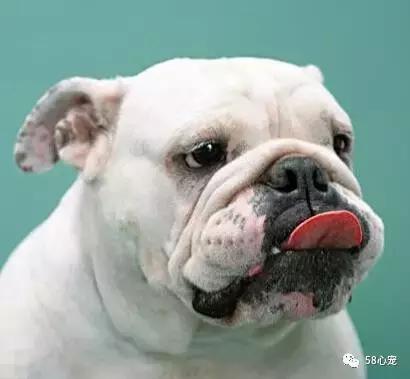 一梦谈狗：英牛那么丑，价格又贵，为什么还有那么多人养？