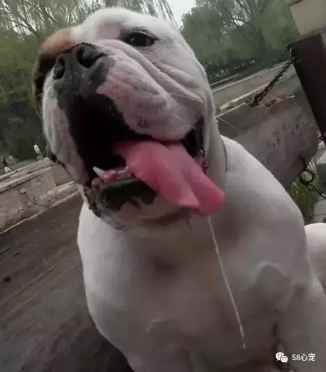 一梦谈狗：英牛那么丑，价格又贵，为什么还有那么多人养？
