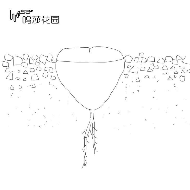 四川能养好生石花吗,怎么样养好生石花