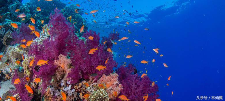 菲律宾爱妮岛浮潜的注意事项,海边浮潜注意事项