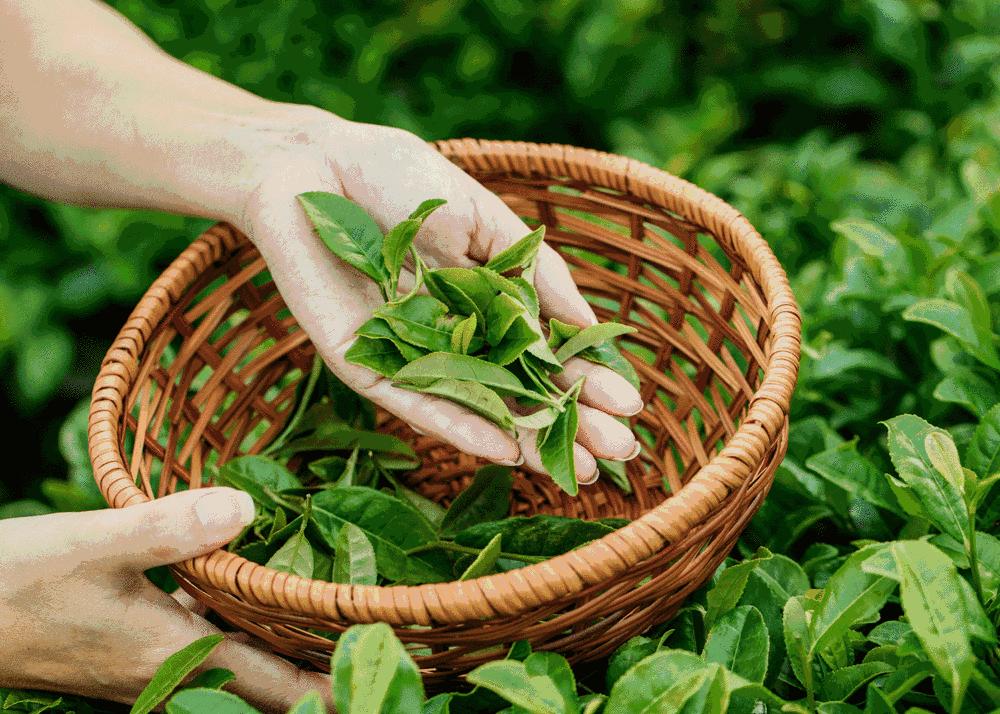 世界各国茶叶价格排行榜最新,世界各国茶叶消费排名