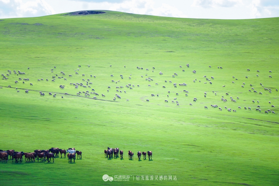 三河马的血统有哪些,三河马是怎么诞生的