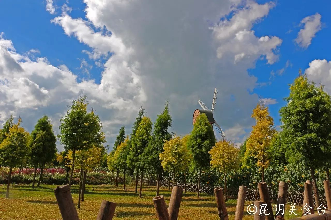 昆明捞鱼河公园万株野花如期绽放，国庆节踩烂2张共享单车也得去