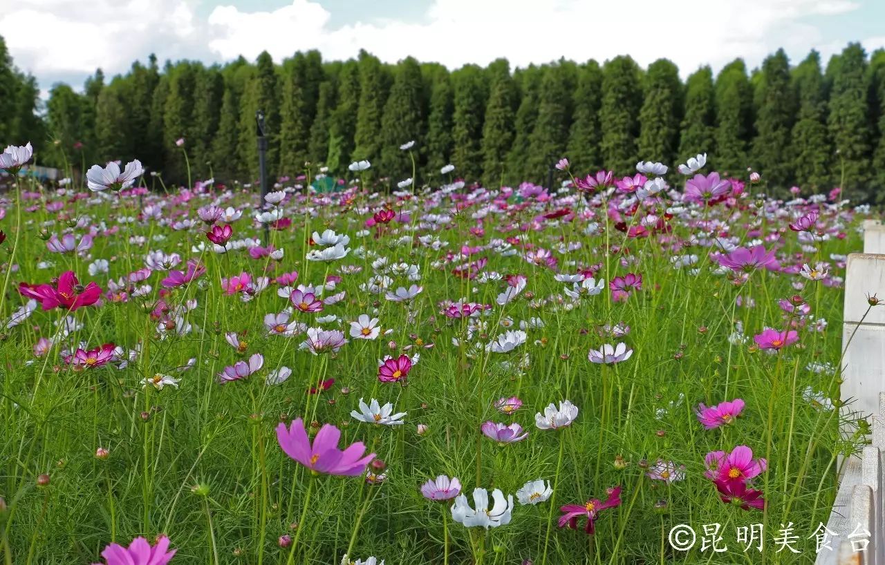 昆明捞鱼河公园万株野花如期绽放，国庆节踩烂2张共享单车也得去