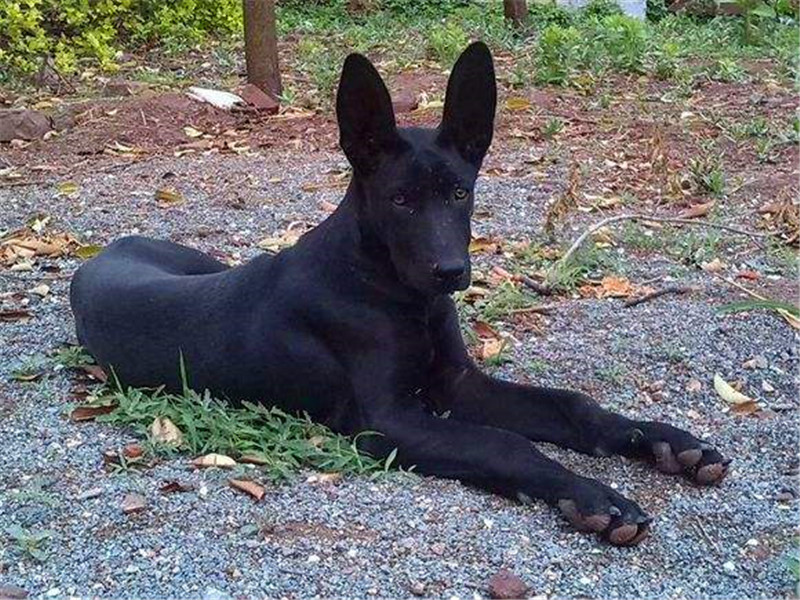 黑狼犬霸气照片,纯血统的中华田园犬长相