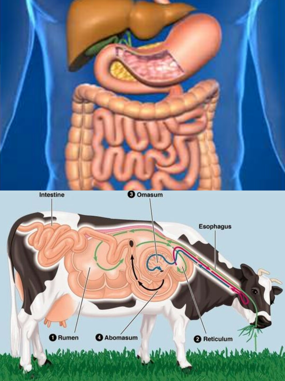 素食好不好,素食到底好不好