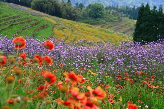 云顶山风景区永泰攻略,福建云顶山风景区在哪里