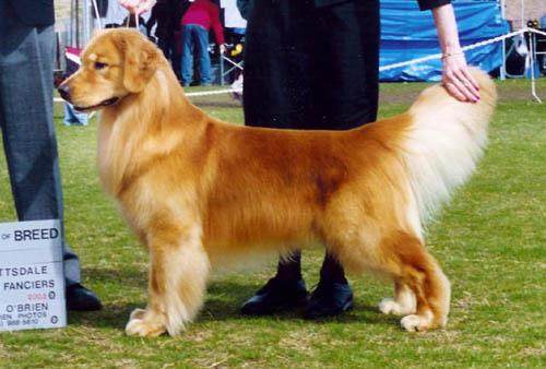 世界名犬金毛犬饲养禁忌,世界名犬大全