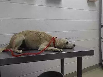 领养代替购买是“馅饼”还是“陷阱”？｜请辩