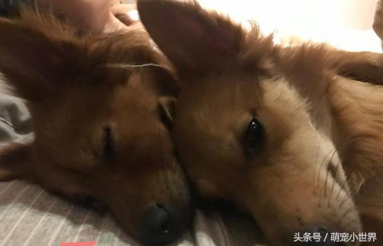 狗狗口吐白沫但是精神状态不错,狗狗一次次晕厥口吐白沫是为什么