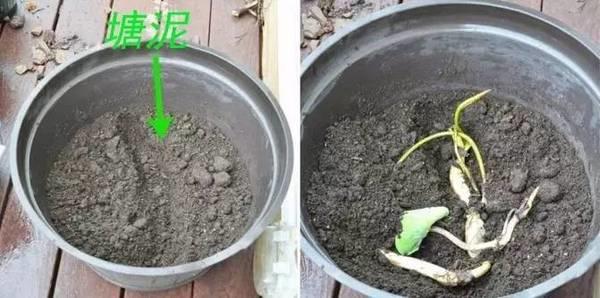 莲藕怎么能养成荷花,莲藕放水里可以长成荷花吗