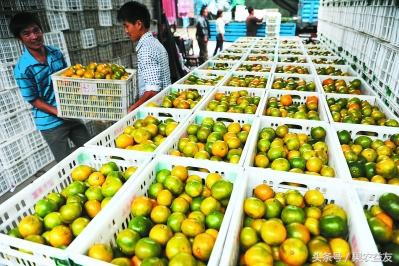 如何找到代卖货,代卖水果怎么操作