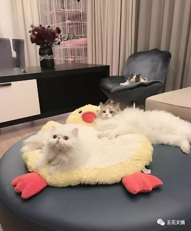 巨钻,巨钻多少钱一颗