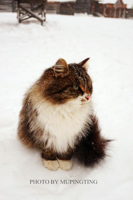 俄罗斯人的彪悍行为,俄罗斯人的性格有多彪悍