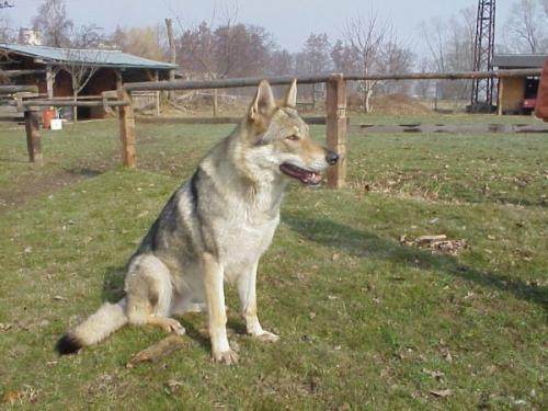 捷克狼犬和哈士奇,世界名犬捷克狼