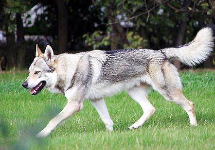 捷克狼犬和哈士奇,世界名犬捷克狼