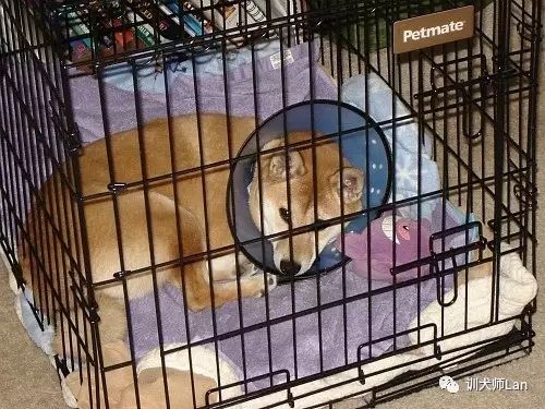 狗狗做绝育手术好还是不做绝育好,狗狗做了绝育手术还会来月经吗