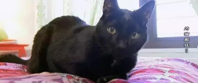 吸猫电影完整版免费,吸猫满足哪些需要