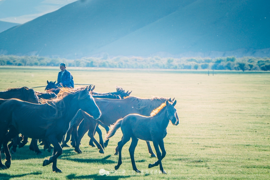 三河马的血统有哪些,三河马是怎么诞生的