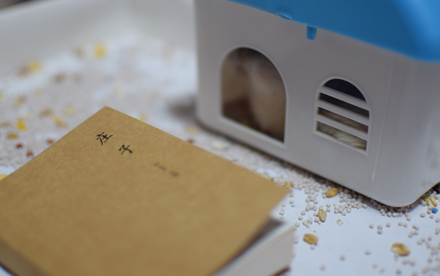 让仓鼠看书？喂食君表示惊呆了~知道后果后，想打给仓鼠书的人