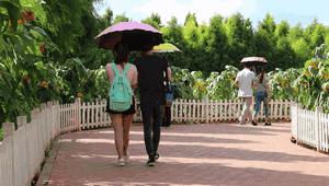 昆明捞鱼河公园万株野花如期绽放，国庆节踩烂2张共享单车也得去