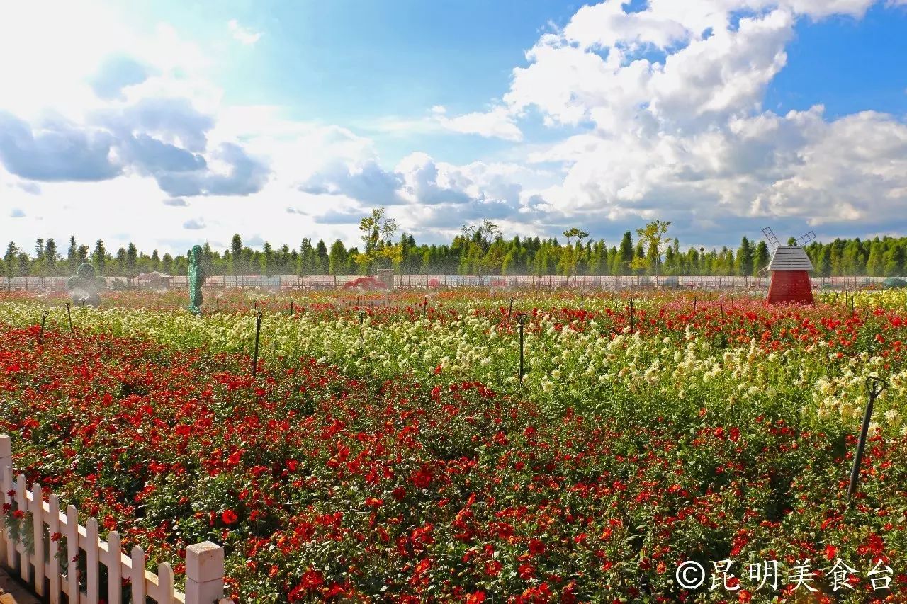 昆明捞鱼河公园万株野花如期绽放，国庆节踩烂2张共享单车也得去