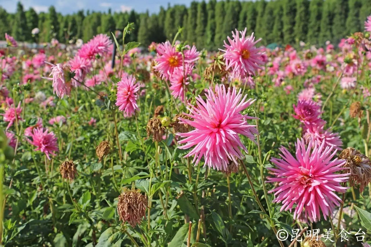 昆明捞鱼河公园万株野花如期绽放，国庆节踩烂2张共享单车也得去