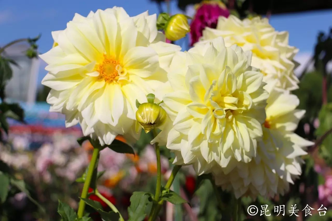 昆明捞鱼河公园万株野花如期绽放，国庆节踩烂2张共享单车也得去