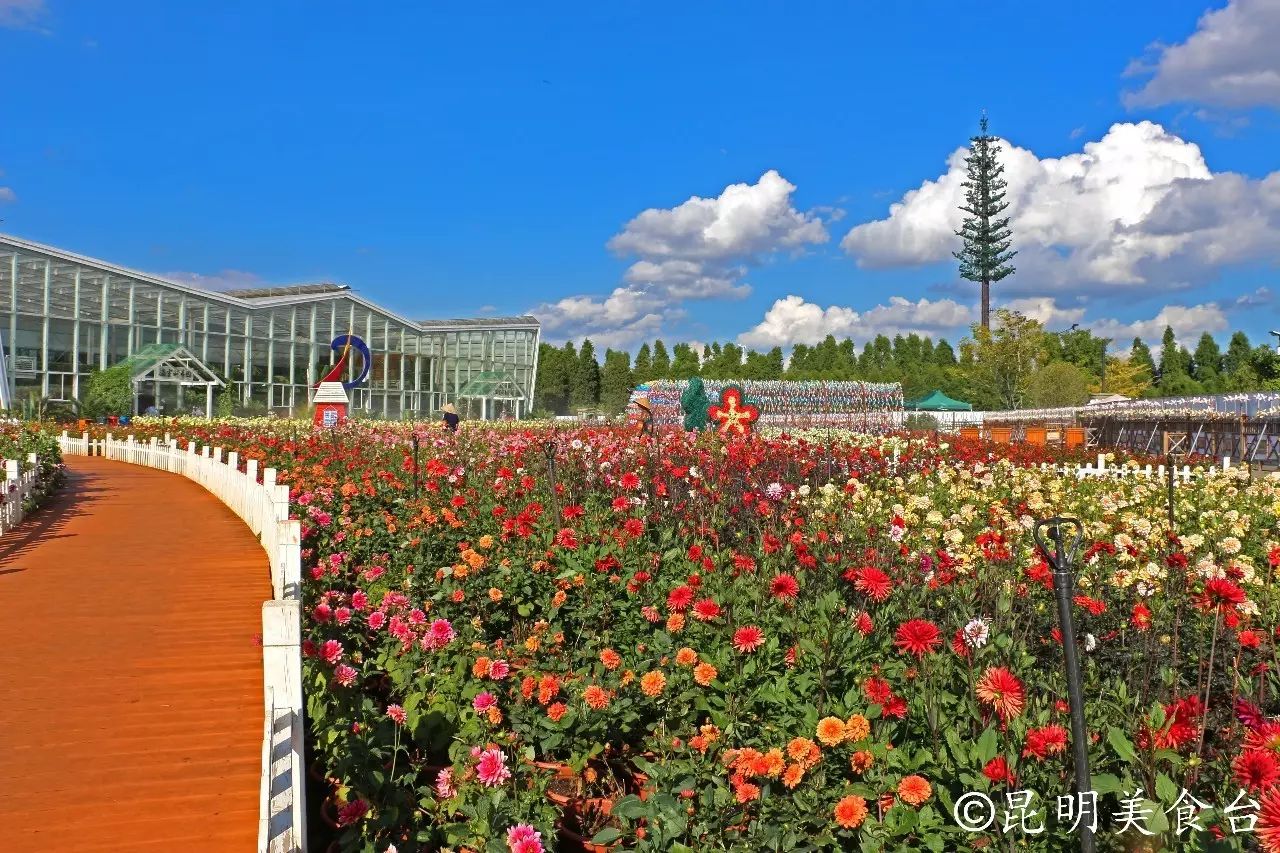 昆明捞鱼河公园万株野花如期绽放，国庆节踩烂2张共享单车也得去