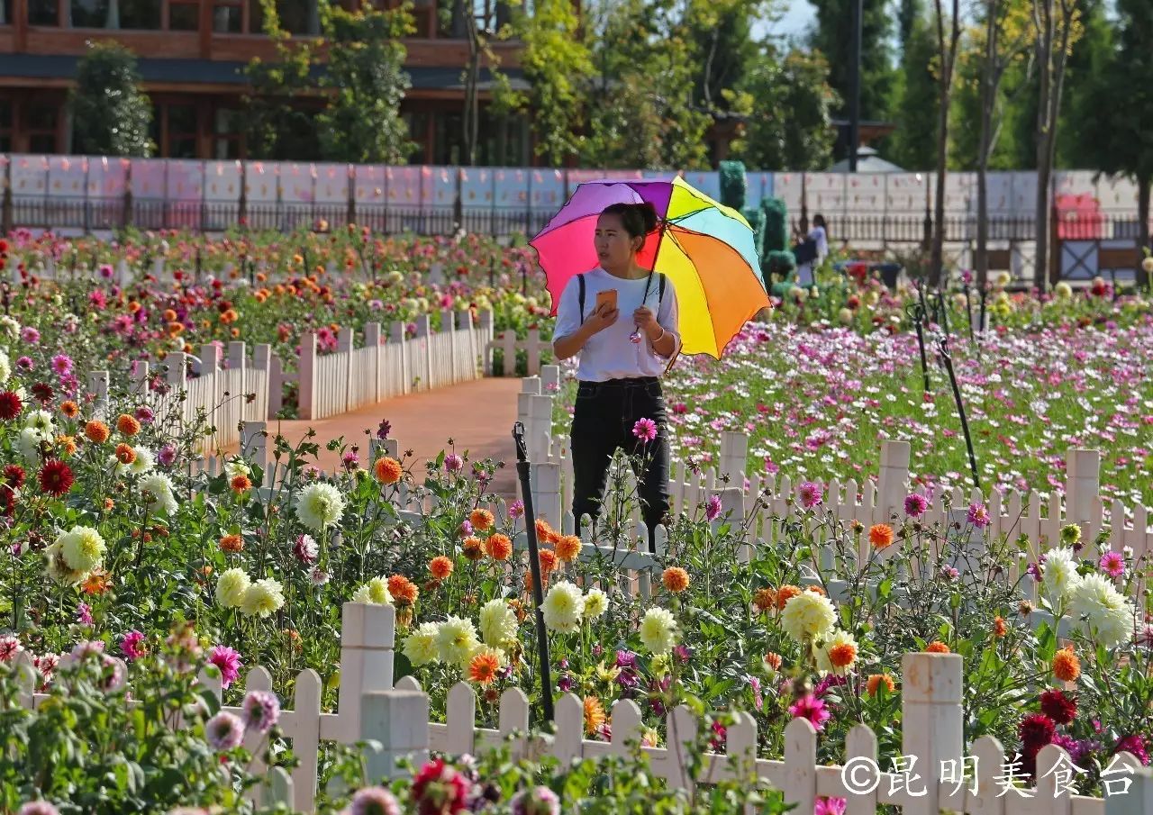 昆明捞鱼河公园万株野花如期绽放，国庆节踩烂2张共享单车也得去