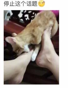 网友家猫主子绝育后的反应，以及绝育准备和护理知识