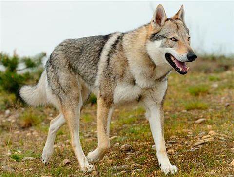 捷克狼犬和哈士奇,世界名犬捷克狼