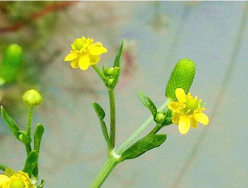 农村常见300种野草图片,农村常见100种野草图片及名称