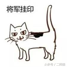 古人怎么给猫取名,猫的古代名字大全