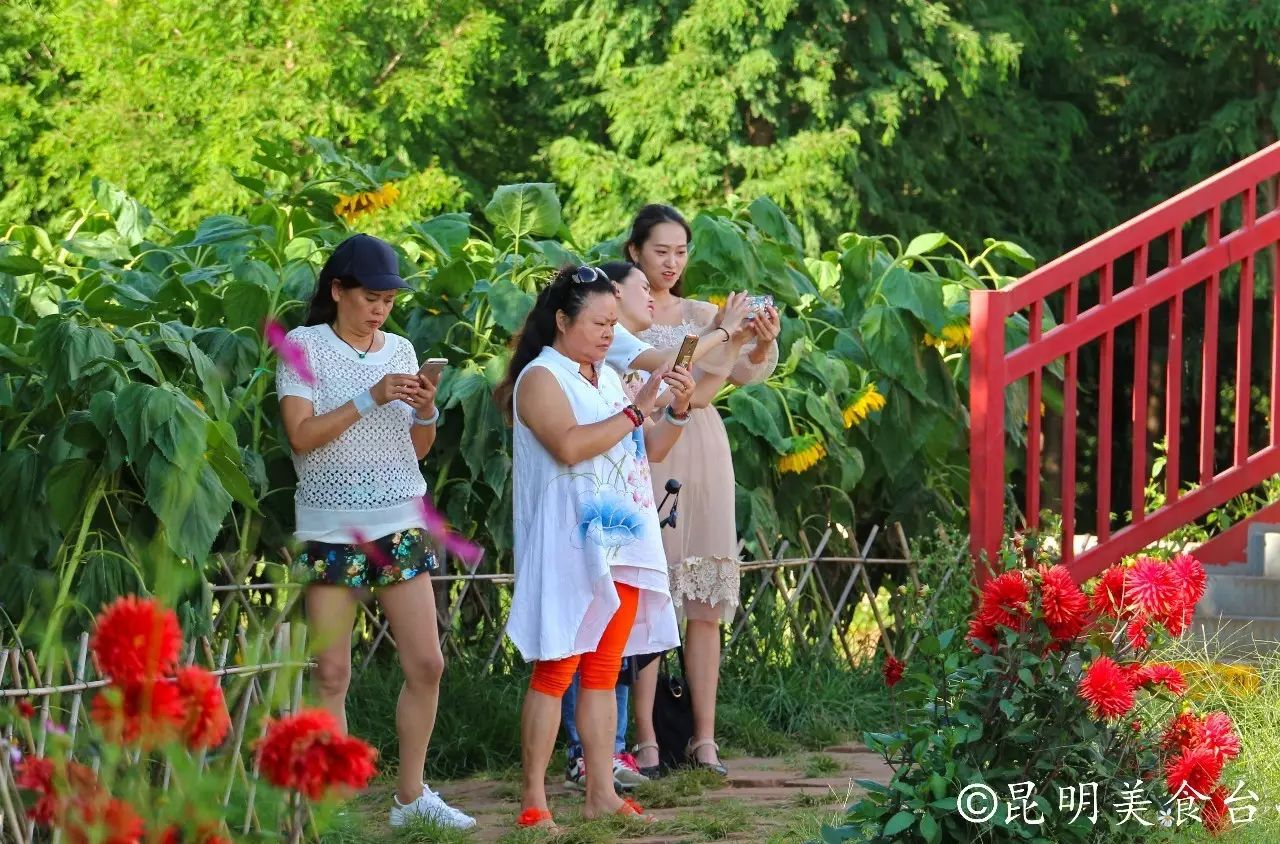 昆明捞鱼河公园万株野花如期绽放，国庆节踩烂2张共享单车也得去