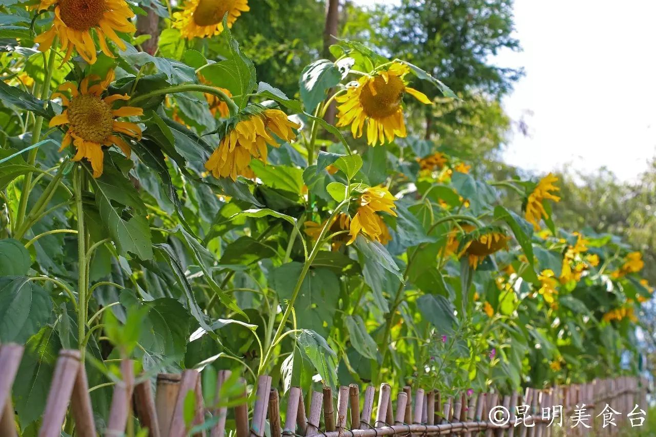 昆明捞鱼河公园万株野花如期绽放，国庆节踩烂2张共享单车也得去