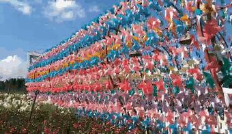 昆明捞鱼河公园万株野花如期绽放，国庆节踩烂2张共享单车也得去