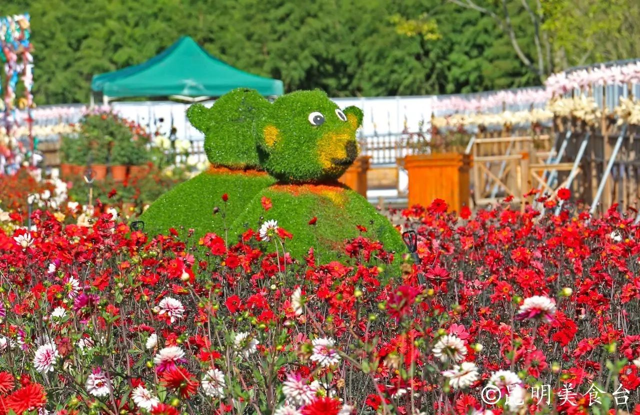 昆明捞鱼河公园万株野花如期绽放，国庆节踩烂2张共享单车也得去