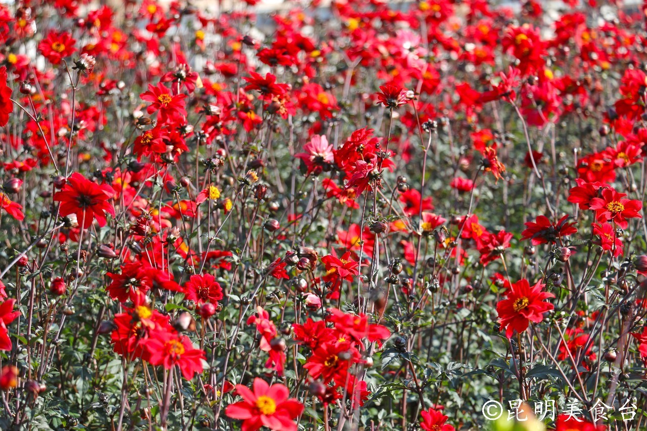 昆明捞鱼河公园万株野花如期绽放，国庆节踩烂2张共享单车也得去