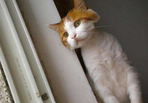 猫咪独自在家怎么让猫开心,猫咪独自在家怎么避免孤独