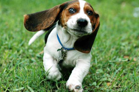 狗狗关节炎怎么快速解决,狗狗关节炎最有效方法