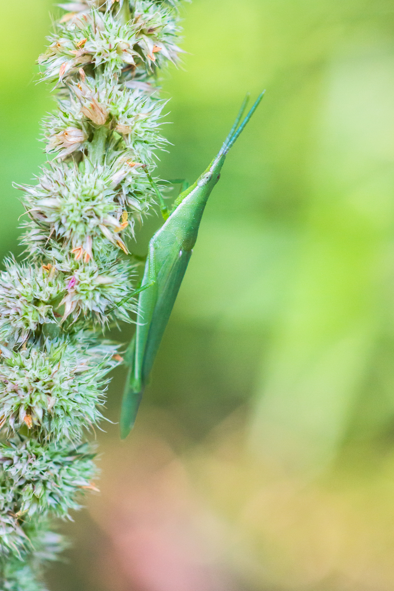 秋风秋雨秋世界—虫虫集